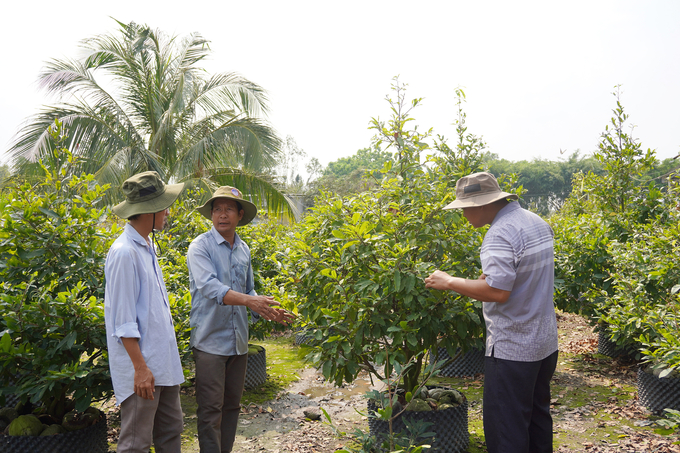 Hiện xã Bình Lợi (huyện Bình Chánh) có hơn 600ha trồng mai, với hơn 500 hộ tham gia sản xuất. Ảnh: Nguyễn Thủy.