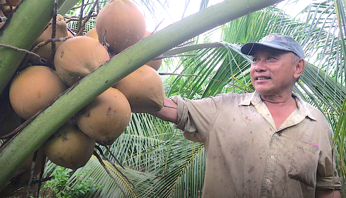 Các giống dừa uống nước được trồng chủ yếu trên địa bàn tỉnh Tiền Giang hiện nay là dừa ta, dừa Xiêm xanh, Xiêm đỏ, Mã Lai... Ảnh: Minh Đảm.