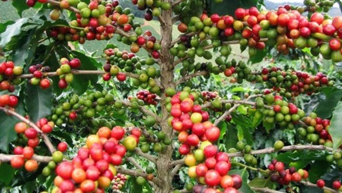 Latest domestic and global coffee prices on 10/28/2024