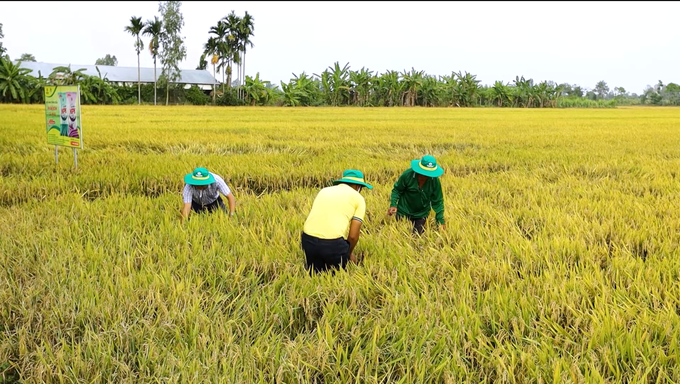 By following Bi Kip Vang on digital platforms, Hien is preparing for a bountiful harvest season on his rice fields.