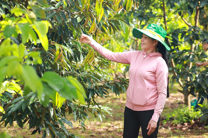 Chăm bón đúng từ giai đoạn kiến thiết, sầu riêng cơi ra đều, bản lá lớn, xanh bóng.