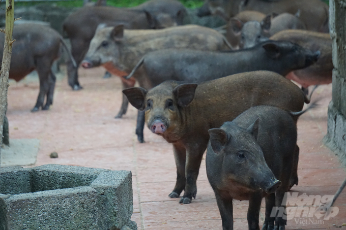 Ngo Dinh Tuan’s wild boar farm sells approximately 1,000 piglets and commercial boars every year. Photo: Quoc Toan.