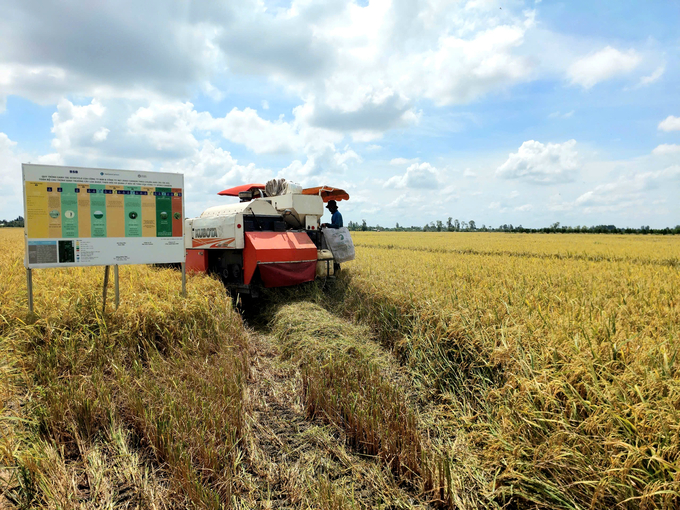 A look at one of the low-emission rice cultivation models launched by Net Zero Carbon Corporation in Chau Thanh A District, Hau Giang Province. Photo: Kim Anh.