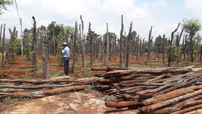 Pepper gardens scorched and dried out after the outbreak of disease. Photo: DL.