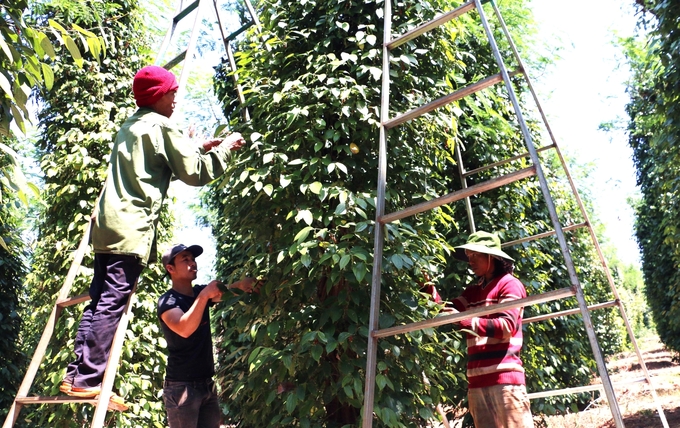 Một thời, cây hồ tiêu giúp nông dân 2 huyện Chư Sê, Chư Pưh (Gia Lai) có thu nhập ngất ngưởng. Ảnh: ĐL. 