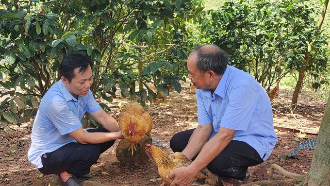 Ông Đàm Văn Cường (bên phải) thành công với mô hình nuôi gà dưới tán trà hoa vàng. Ảnh: Vũ Cường.