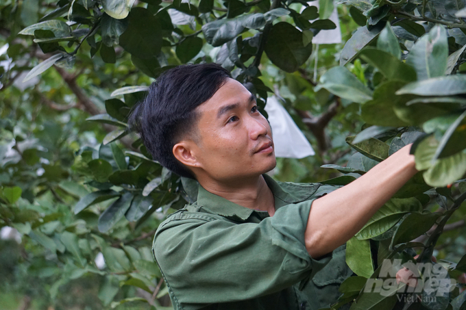 Ngo Dinh Tuan’s farm spans roughly 3 hectares. Photo: Quoc Toan.