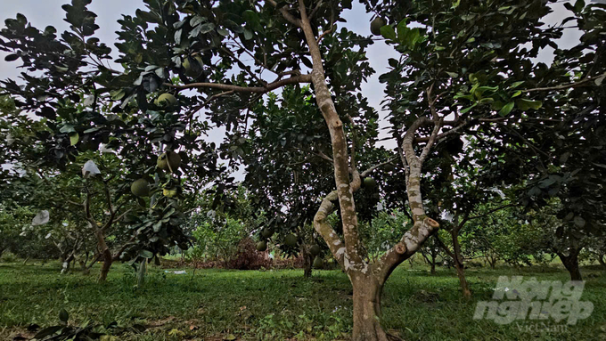 Ngo Dinh Tuan's fruit tree farm. Photo: Quoc Toan.