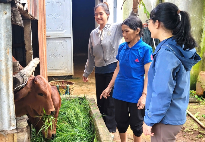 Hỗ trợ bò cho nông dân phát triển kinh tế. Ảnh: Mai Chiến.