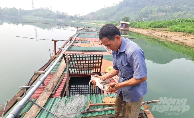 Các lồng nuôi cá chiên đặc sản đang dần vắng bóng trên sông Lô thuộc địa bàn 2 tỉnh Tuyên Quang, Hà Giang. Ảnh: Đào Thanh.