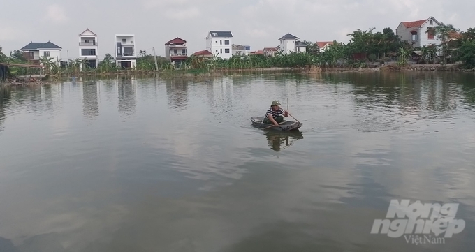 Mô hình nuôi cá chép là chính trong ao. Ảnh: Hải Tiến.