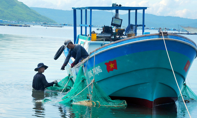 Thu mua tôm hùm tại thị xã Sông Cầu. Ảnh: KS.