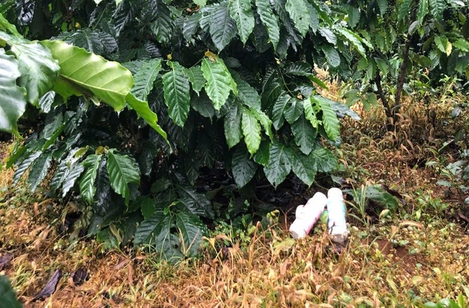 The amount of pesticide packaging waste generated in coffee production in 2023 is 2.15 thousand tons. Photo: PC.