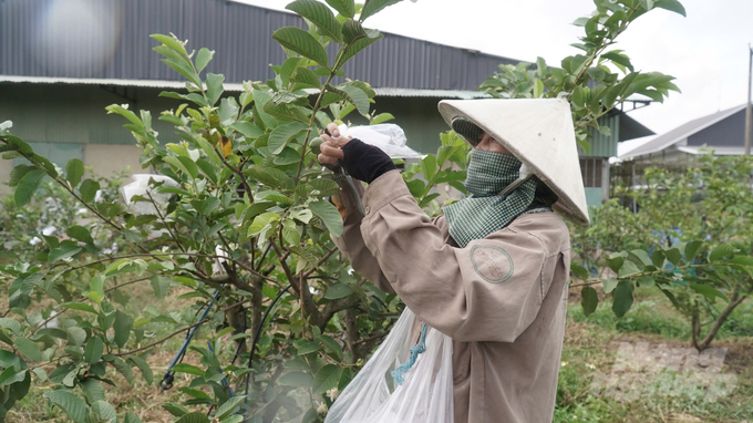 HTX Tâm Minh Quang là đơn vị tiên phong, điển hình ở huyện Vĩnh Cửa làm nông nông nghiệp hữu cơ. Ảnh: Trần Trung.