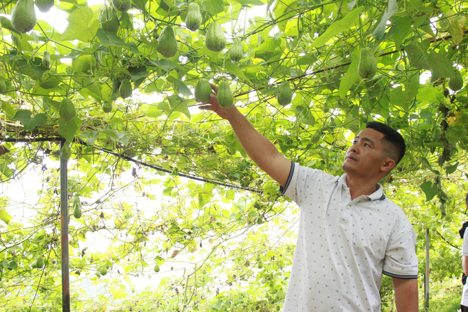 Trồng su su ở Mù Cang Chải cho thu hoạch trái vụ nên có giá bán cao. Ảnh: Thanh Tiến.