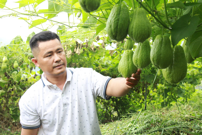 Quả su su của HTX nông nghiệp sạch T&D đã được công sản sản phẩm OCOP của tỉnh Yên Bái. Ảnh: Thanh Tiến.