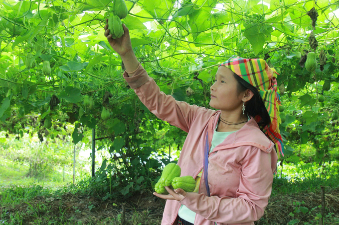 Một số hộ dân ở Mù Cang Chải có thu nhập cao từ trồng su su trên núi. Ảnh: Thanh Tiến.