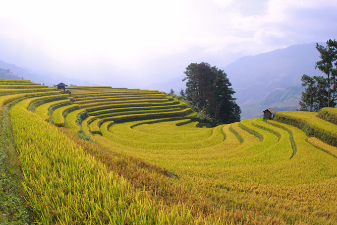 Mu Cang Chai will become a national tourist site in 2030. Photo: Thanh Tien.