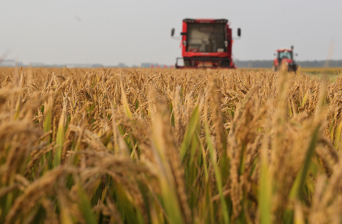 Harvesting rice at Shalan farm in Linyi, east China's Shandong Province, October 26, 2024.