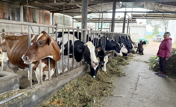 Navetco has paid compensation and supported costs for dairy farmers who suffered losses in Lam Dong province. Photo: PC.