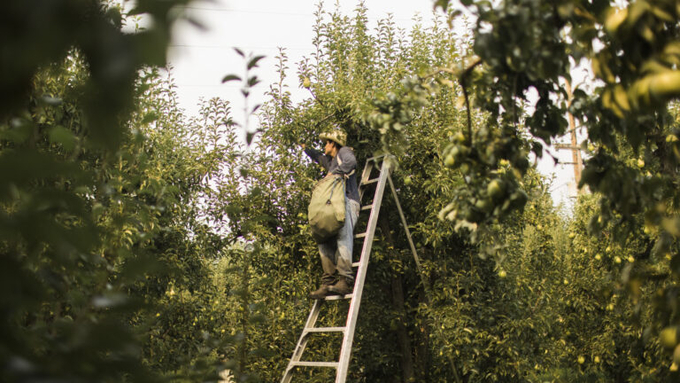 Picking pears at a farm in Oregon.