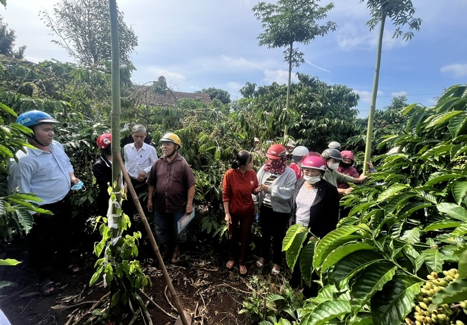 Các tổ khuyến nông cộng đồng tại Đắk Nông đã từng bước đi vào hoạt động hiệu quả. Ảnh: PC.