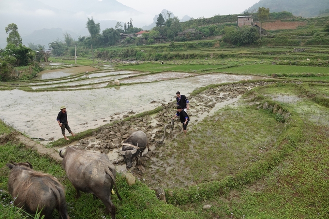 Many tourists join locals in plowing and harrowing the fields with buffalo. Photo: Thanh Tien.