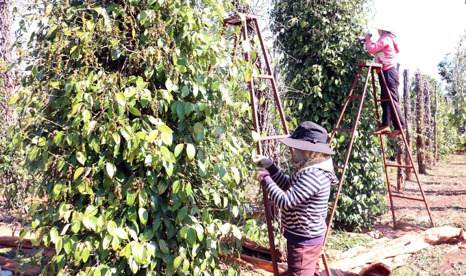 Farmers in Ia Blang commune, Chu Se district, harvesting pepper. Photo: DL.