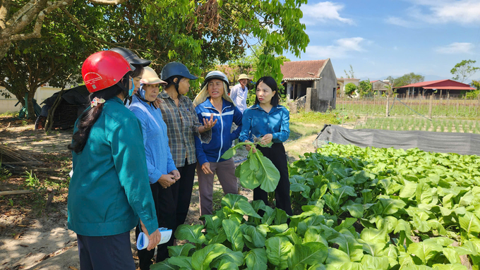 Chi cục Trồng trọt và Bảo vệ thực vật Quảng Ninh tổ chức xây dựng nhiều mô hình quản lý dịch hại tổng hợp (IPM) trên rau vụ đông. Ảnh: Nguyễn Thành.