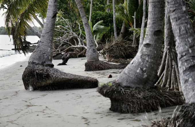 Coconut trees impacted by sea level rise stand on a beach in Fiji. 