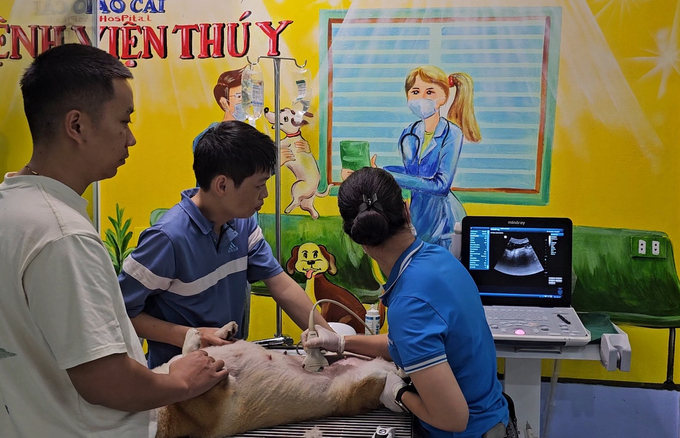 Some veterinary clinics in Lao Cai invest in machinery and equipment for examining pets. Photo: H.D.