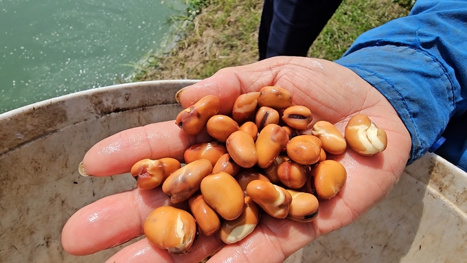 Imported broad beans are used as feed for crispy carp. Photo: H.D.