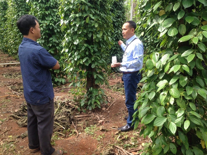 Pepper garden of the people in Chu Puh district. Photo: DL.