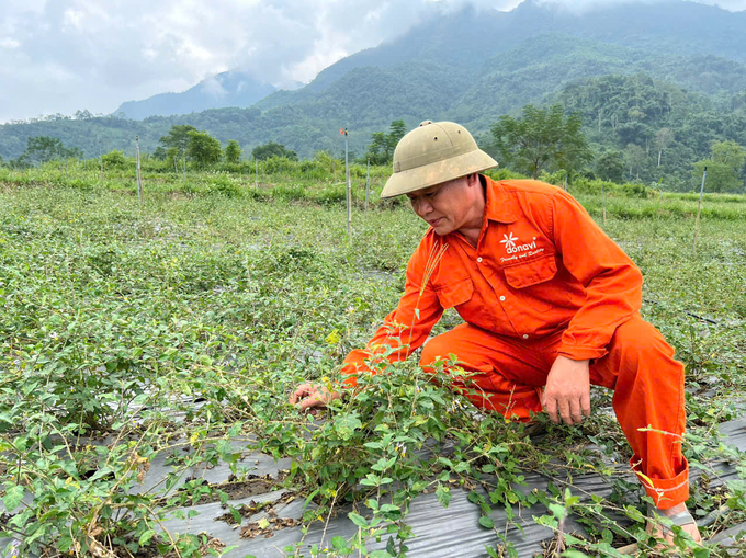 Hơn 1.000m2 cây cà gai leo của anh Mông Văn Giới (thôn Nà Sằm) chuẩn bị thu hoạch vụ thứ 2. Ảnh: Ngọc Tú. 