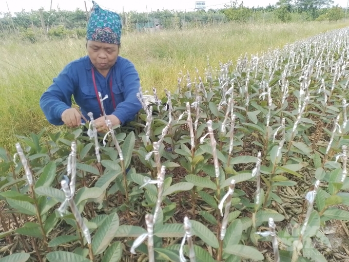 Kỹ thuật ghép đoạn cành nhân giống cây hồng không hạt tương tự như cách ghép nêm trên cây ổi. Ảnh: Hải Tiến.