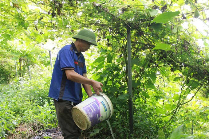 The organic chayote production process yields sweet, fragnant fruit quality that is favored by consumers. Photo: Thanh Tien.