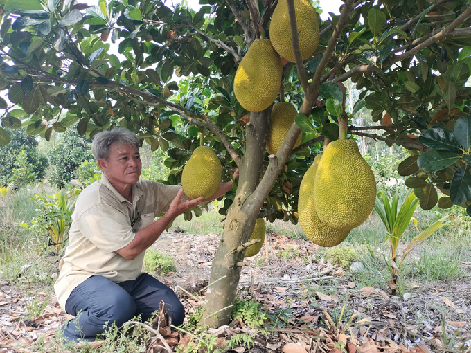 Giá mít ruột đỏ Indo, mít ruột cam đào Thanh Thanh đang có giá cao, trên 100.000 đồng/kg. Ảnh: Minh Đảm.