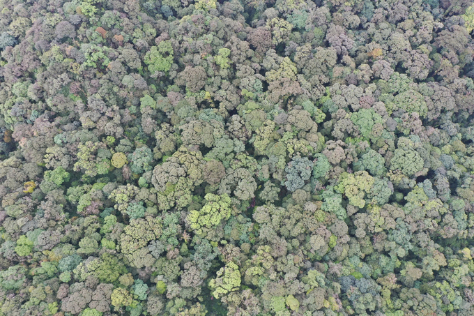 Mu Cang Chai Species and Habitat Conservation Area, spanning more than 20,000 hectares, is home to many rare plant and animal species. Photo: Thanh Tien.