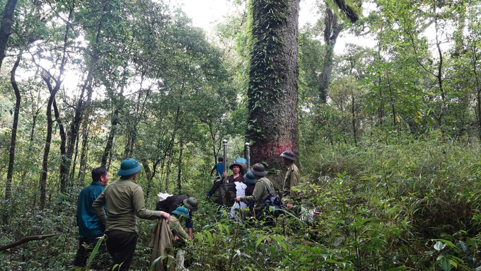 Mu Cang Chai forest ranger district has recognized several fokienia and tsuga trees, some hundreds of years old, as heritage trees. Photo: Thanh Tien.