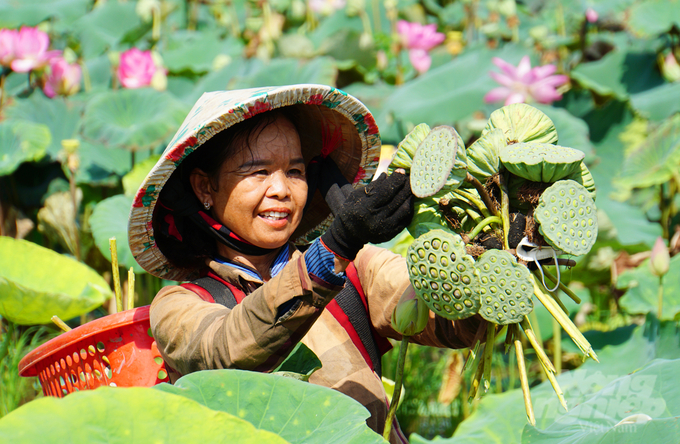 Nông dân trồng sen cho lợi nhuận cao gấp 3 - 4 lần so với trồng lúa. Ảnh: Lê Hoàng Vũ.