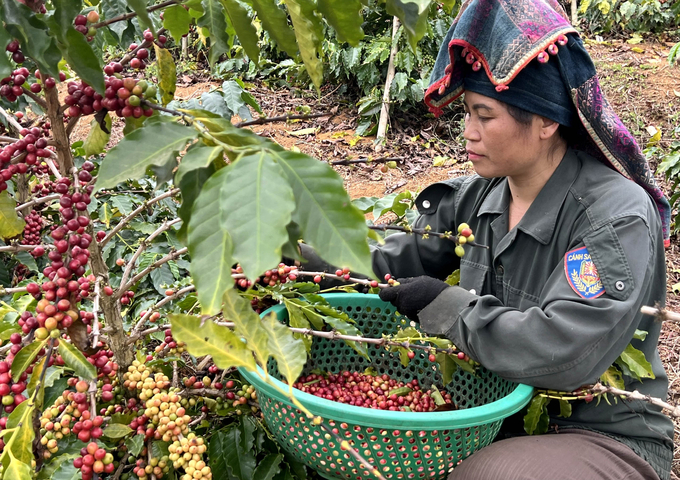 Nông dân thu hoạch cà phê ở Sơn La. Ảnh: Thanh Sơn.