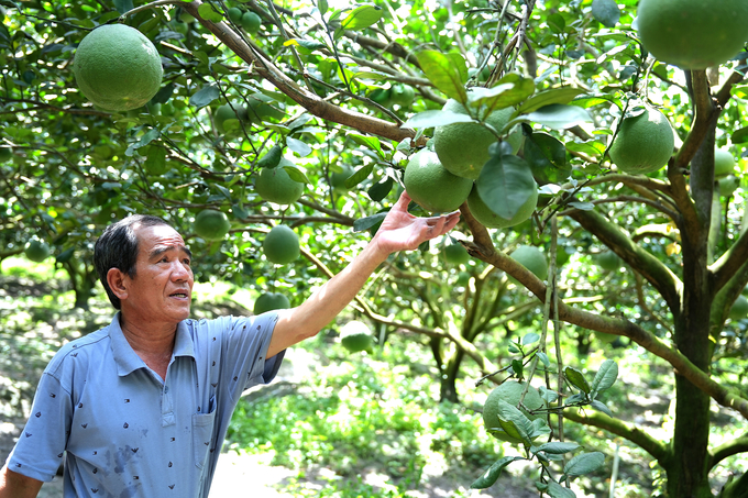 Là người đã nhiều năm làm nông nghiệp hữu cơ, tích luỹ nhiều kinh nghiệm nên sản phẩm bưởi của ông Thành 'đẹp từ vỏ đến ruột', được thương lái ưa chuộng. Ảnh: Hồng Thủy.