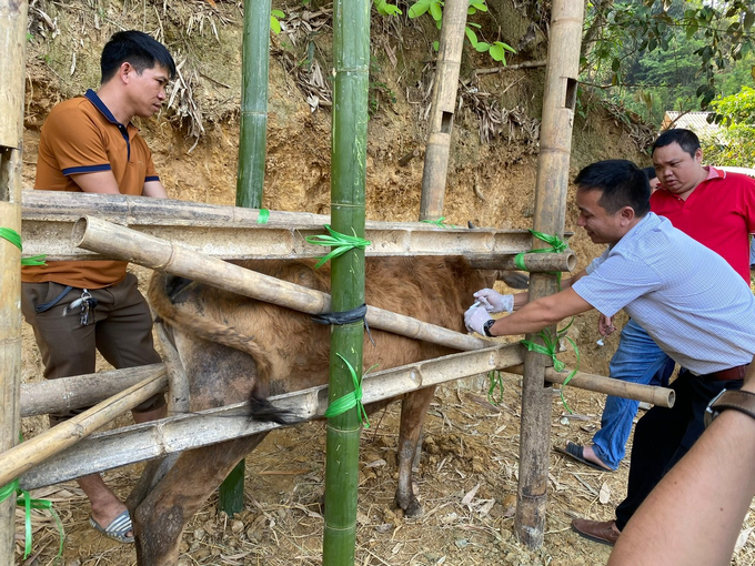 Công tác tiêm phòng vacxin là yếu tố then chốt phòng, chống dịch bệnh trên đàn vật nuôi. Ảnh: Đức Bình