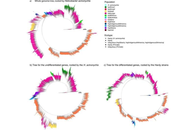 Phylogenetic trees for all strains in the dataset. Credit: Nature (2024).