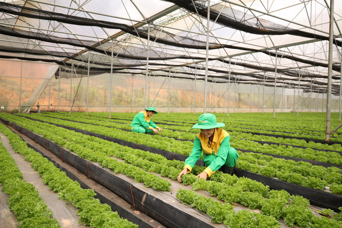 With a fully closed-loop production and packaging chain following a strict '3 Controls - 4 Nos' process that utilizes advanced automated machinery, WinEco’s hydroponic lettuce products are qualified for export to the South Korean market.