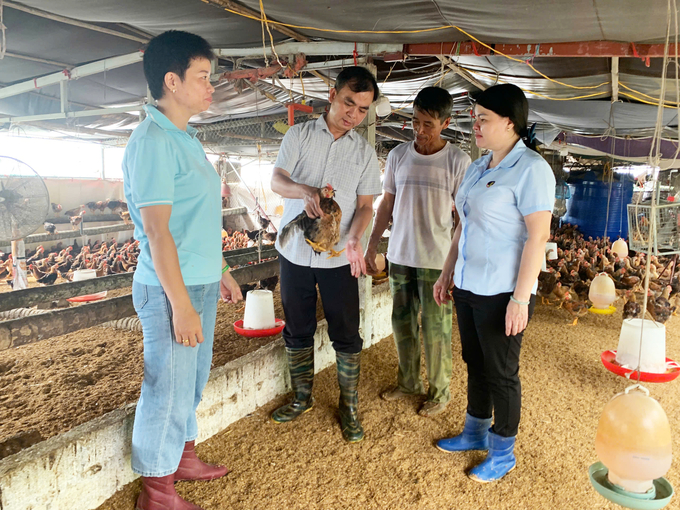 Tiến sĩ Vũ Đức Hạnh - Trưởng phòng Chuyển giao kỹ thuật nông nghiệp, Trung tâm Khuyến nông Hải Phòng (cầm gà), kiểm tra đánh giá sơ bộ kết quả mô hình. Ảnh: Đinh Mười.