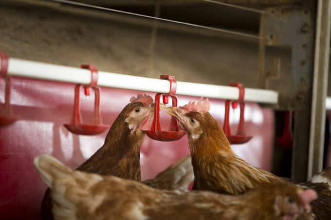 Both layers and broilers tend to have a smaller environmental footprint than some species. Photo: Trouw Nutrition.