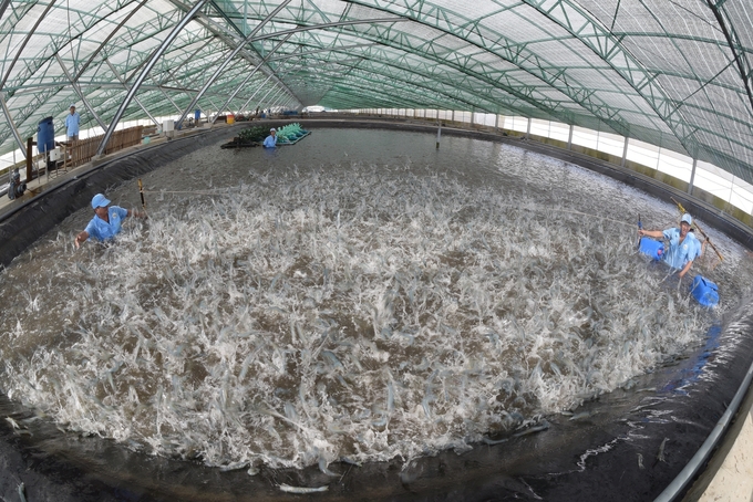 Vietnam’s shrimp exports in 2024 are projected to reach around USD 4 billion. Photo: Hong Tham.