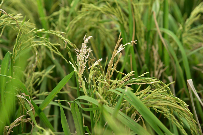 Sau khi bão Yagi quét qua, nhiều ô thí nghiệm trồng lúa tại Viện Nghiên cứu cây trồng của ThaiBinh Seed ở xã Đông Cường (huyện Đông Hưng, tỉnh Thái Bình) bị gãy lá, tỷ lệ hạt lép cao. Tuy nhiên, vẫn có một số giống lúa chống chịu được sức gió mạnh của siêu bão. Ảnh: Văn Thùy.