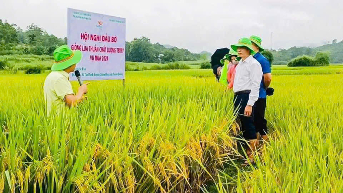 Cơ quan chuyên ngành nhiều địa phương đánh giá cao năng suất, chất lượng và khả năng chống chịu sâu bệnh của giống lúa TBR97.